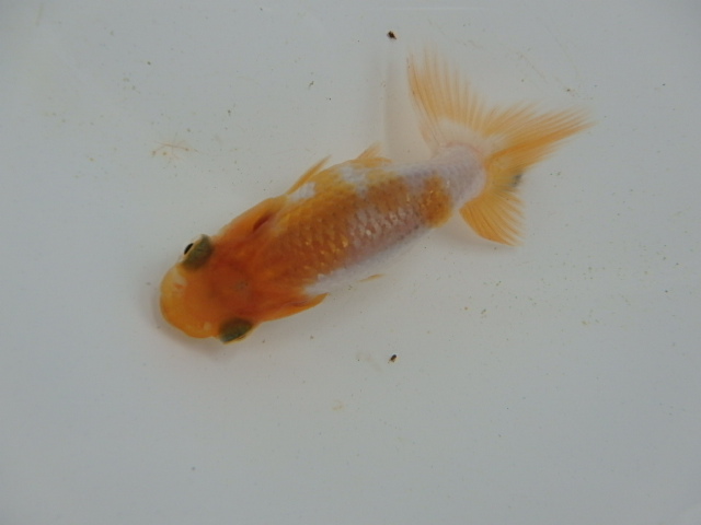 f0334143_828851.jpg