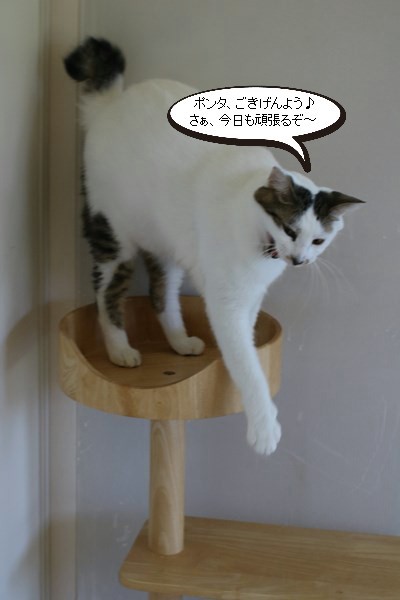その背中やばいよ 保護猫さんのご縁探し