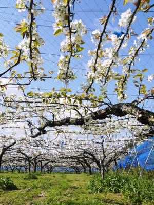 熊本梨 岩永農園 まもなく収穫スタート!今年もこだわりの無袋栽培&樹上完熟にこだわり出荷します!_a0254656_17454906.jpg