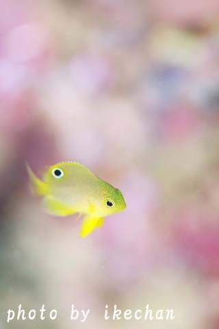 もう とろとろ ネッタイスズメダイ幼魚 池ちゃんのマリンフォト