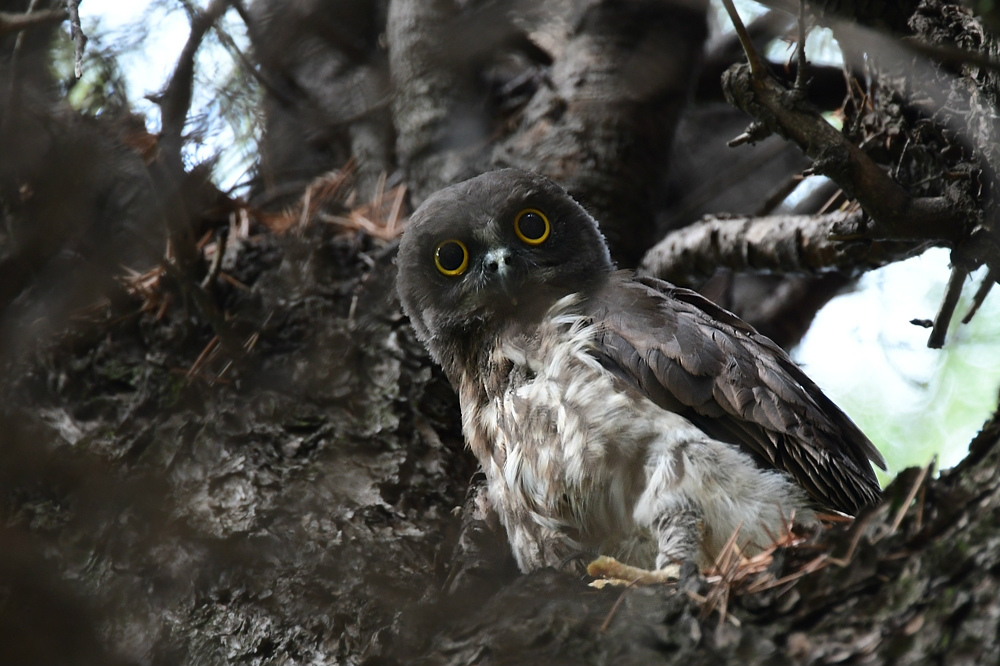 アオバズクとスズメ蜂_f0053272_22054539.jpg