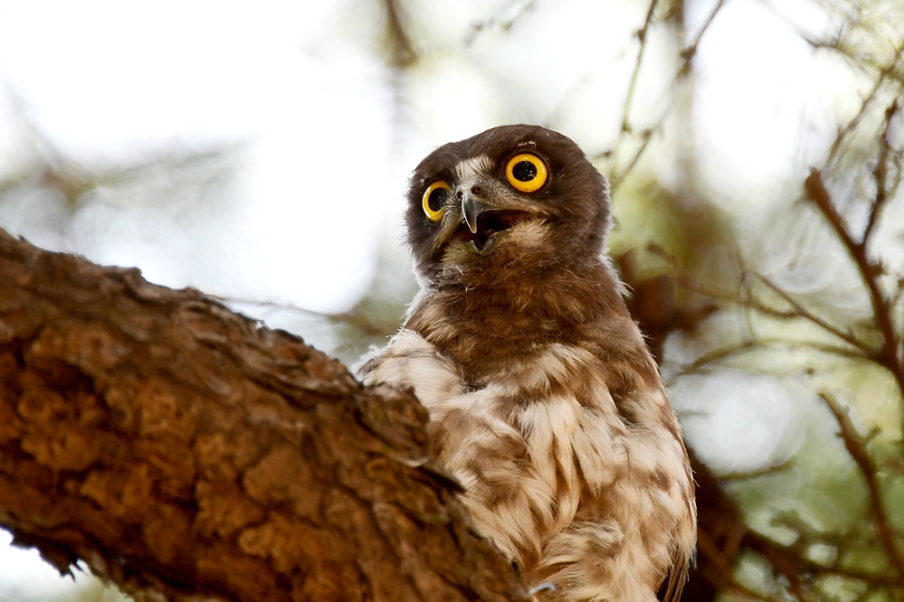 アオバズクとスズメ蜂_f0053272_22061854.jpg