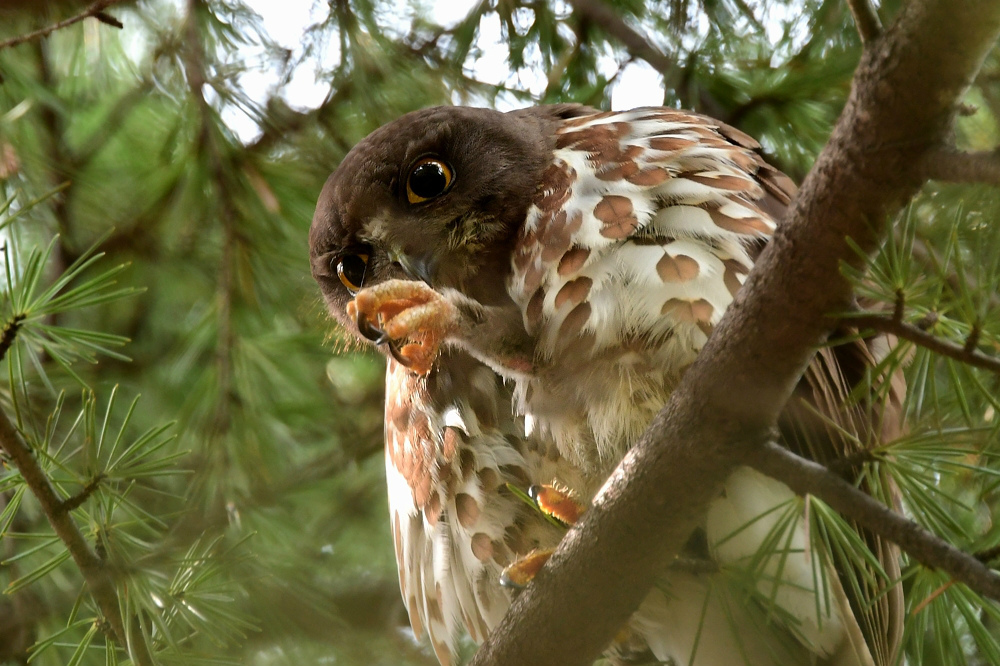 アオバズクとスズメ蜂_f0053272_22072987.jpg