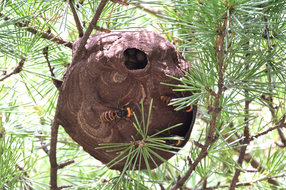 アオバズクとスズメ蜂_f0053272_22073538.jpg
