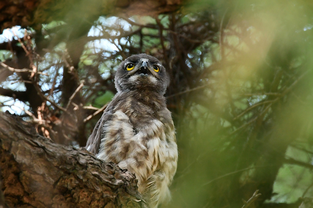 アオバズクとスズメ蜂_f0053272_23072990.jpg