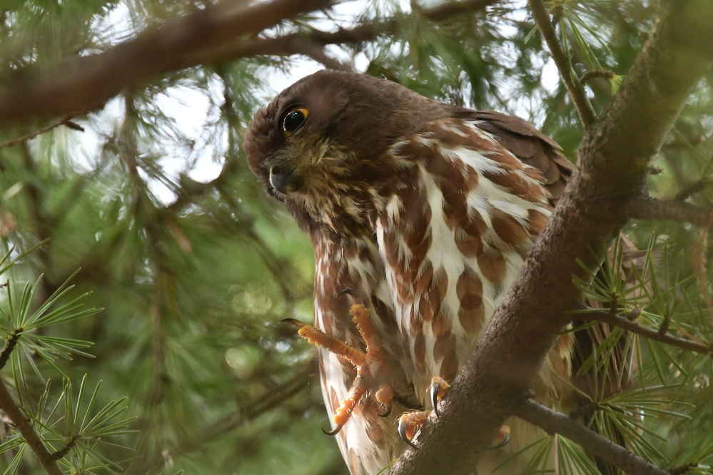 アオバズクとスズメ蜂_f0053272_23112238.jpg