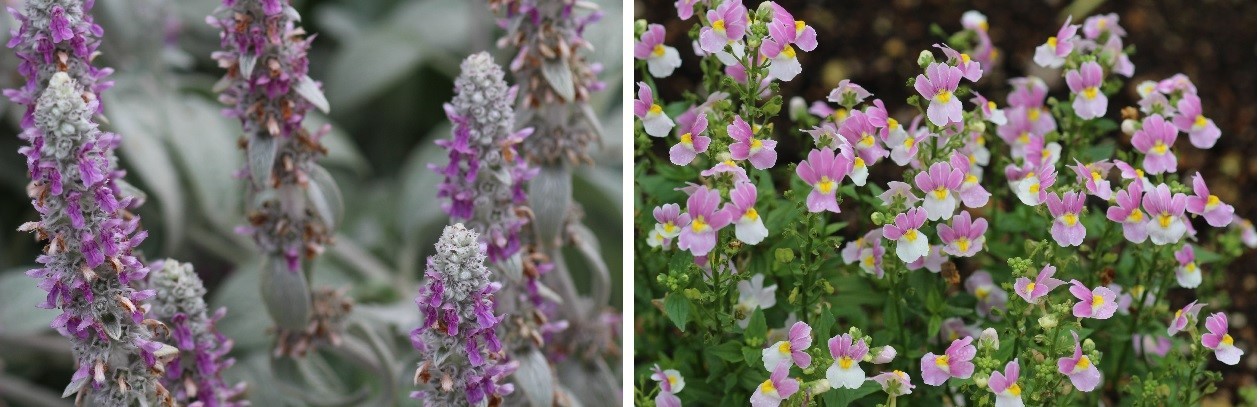 豊平公園・緑のセンターの花たちです。_f0362073_05115866.jpg