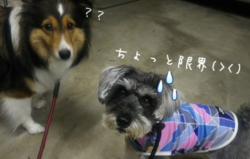 トレーニングブログ_f0357682_01401028.jpg