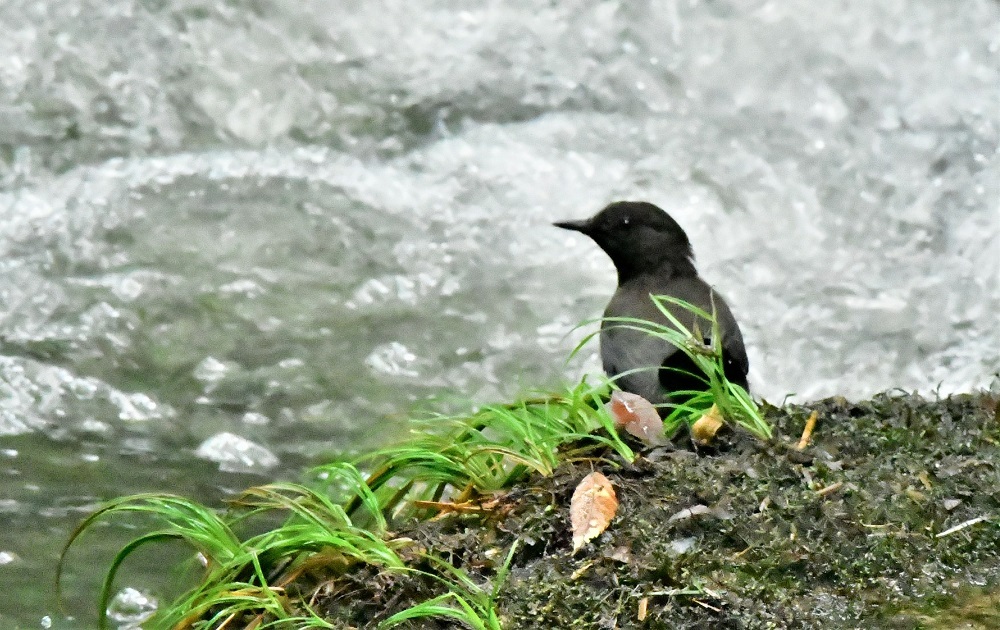 渓流のカワガラスさん_d0361783_07494649.jpg