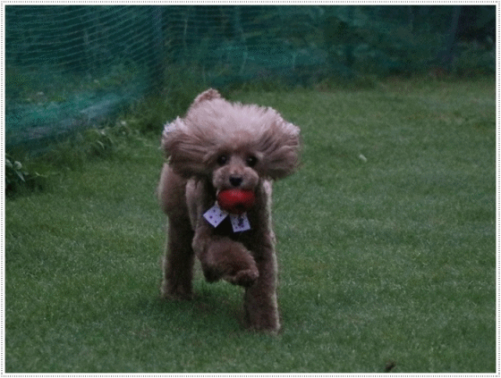 b0175688_21255139.gif