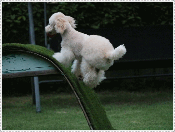 b0175688_21271119.gif