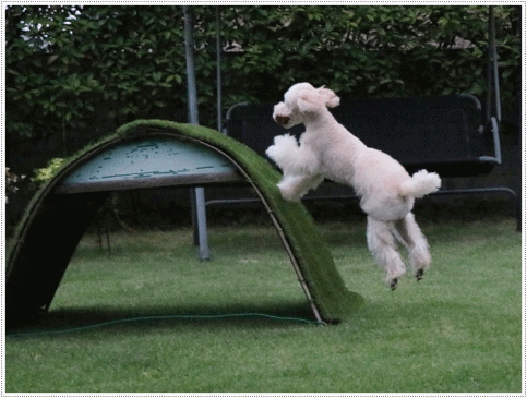 b0175688_21271502.gif