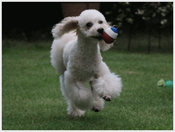 b0175688_21271915.gif