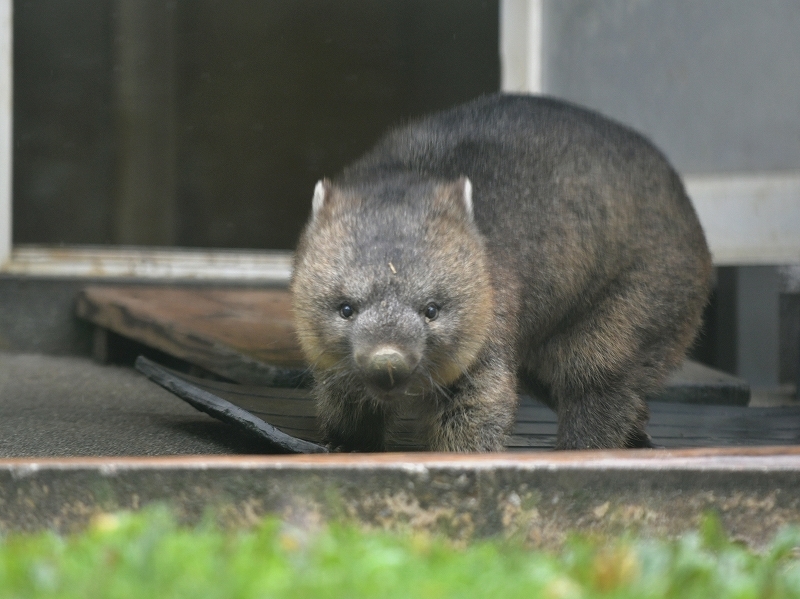 ワインと雨の動物園_a0164204_09333727.jpg