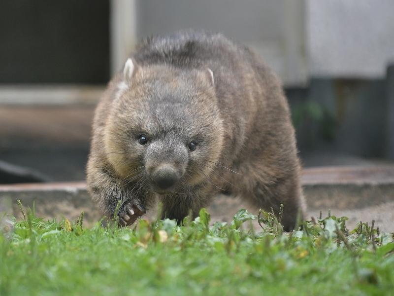 ワインと雨の動物園_a0164204_09432266.jpg