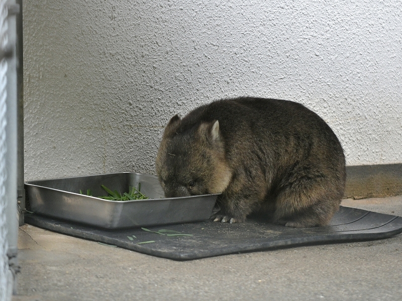 ワインと雨の動物園_a0164204_09454987.jpg