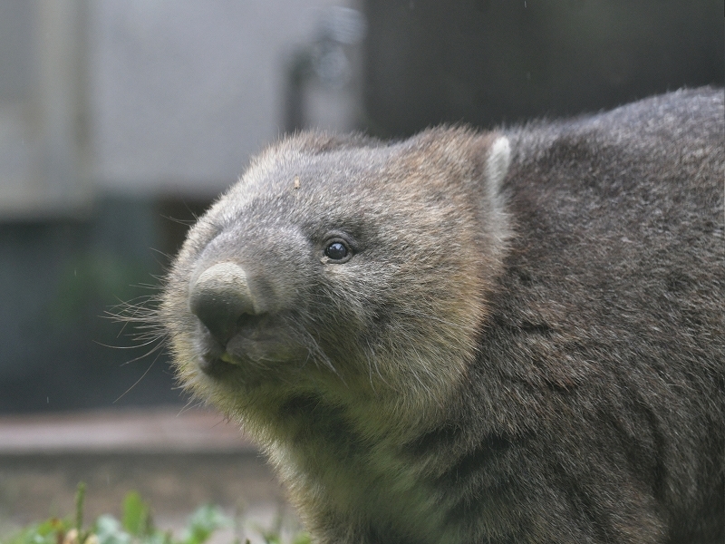 ワインと雨の動物園_a0164204_09555326.jpg