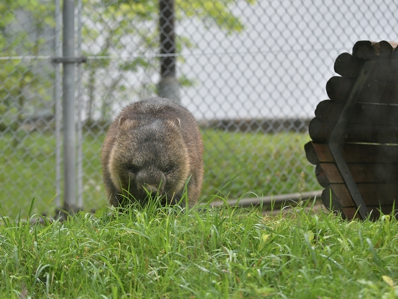 ワインと雨の動物園_a0164204_10043187.jpg