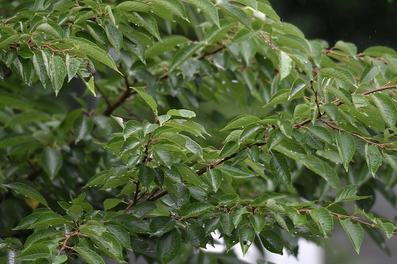 ワインと雨の動物園_a0164204_10061751.jpg