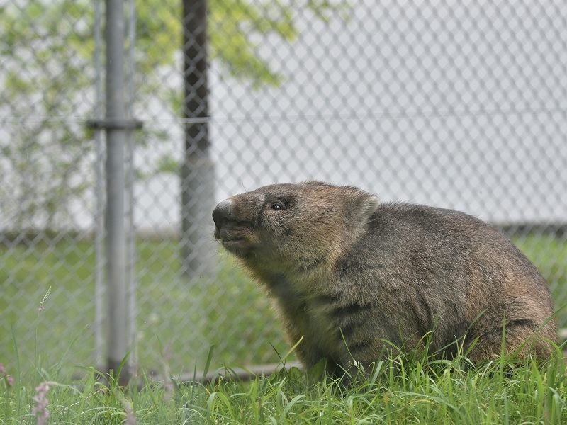 ワインと雨の動物園_a0164204_10061786.jpg