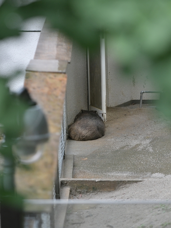 ワインと雨の動物園_a0164204_10080594.jpg