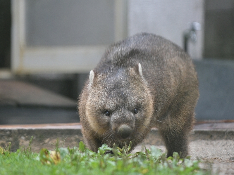 ワインと雨の動物園_a0164204_10120235.jpg