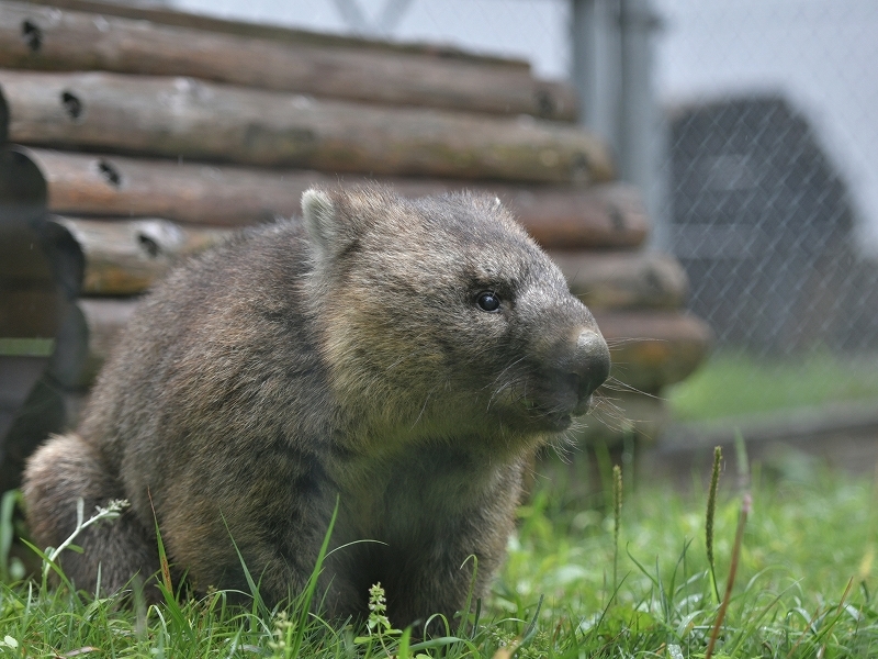 ワインと雨の動物園_a0164204_10163166.jpg