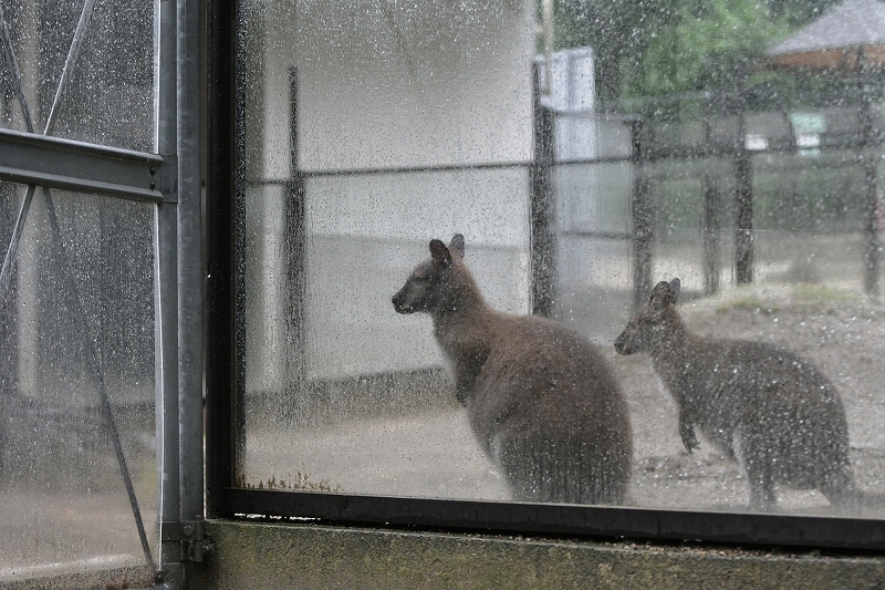 ワインと雨の動物園_a0164204_10292647.jpg