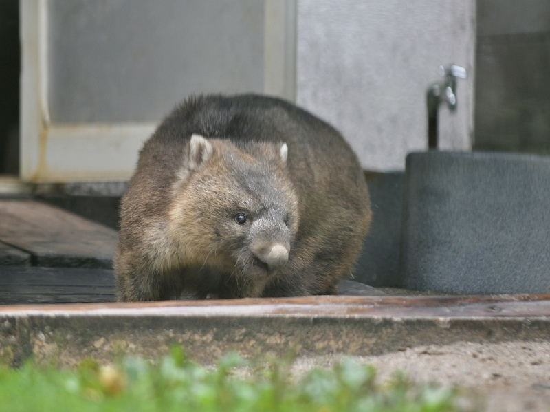 ワインと雨の動物園_a0164204_10370859.jpg