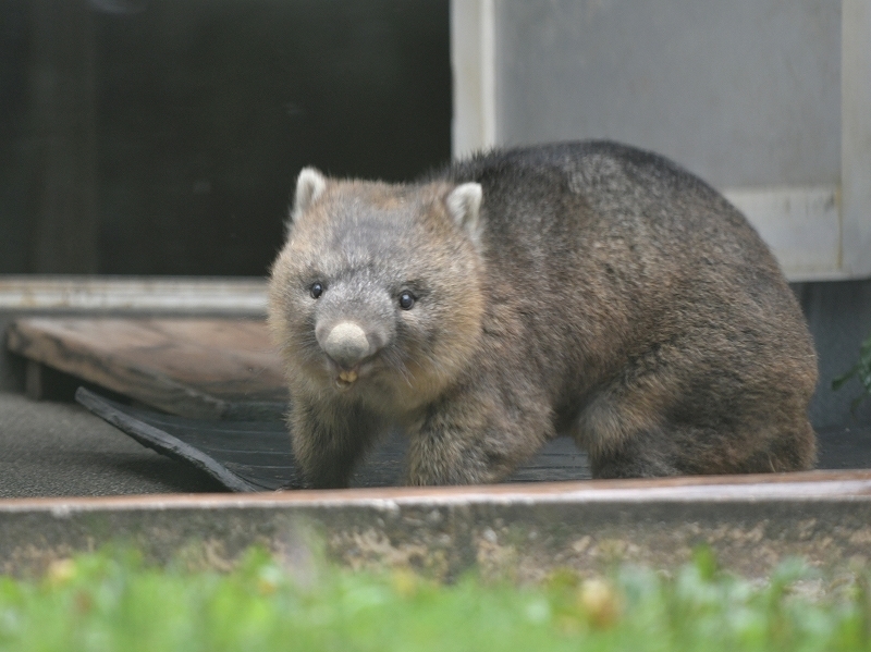 ワインと雨の動物園_a0164204_10403133.jpg