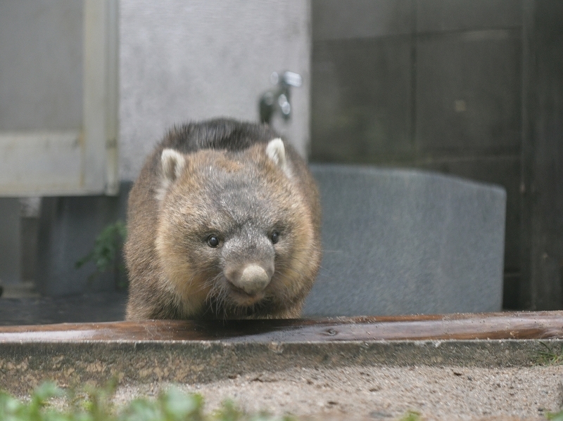 ワインと雨の動物園_a0164204_10413477.jpg