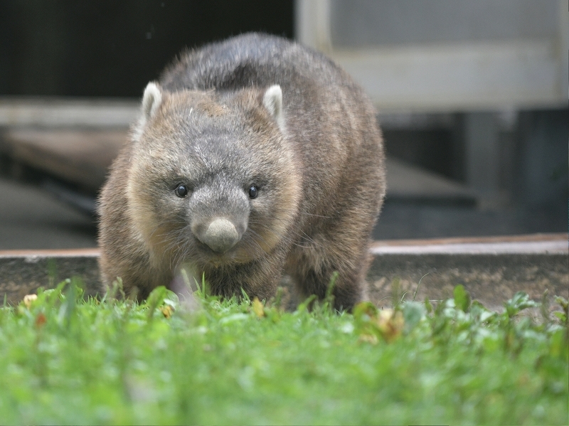 ワインと雨の動物園_a0164204_11155192.jpg