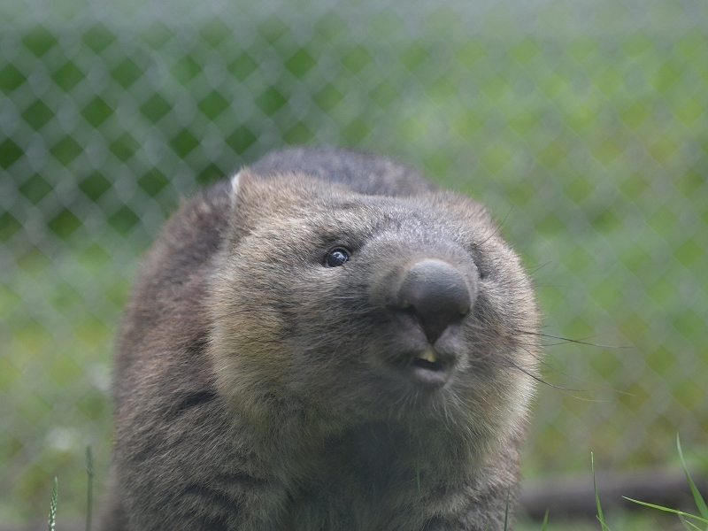 ワインと雨の動物園_a0164204_11321874.jpg