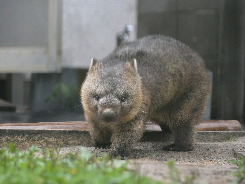 ワインと雨の動物園_a0164204_11390276.jpg