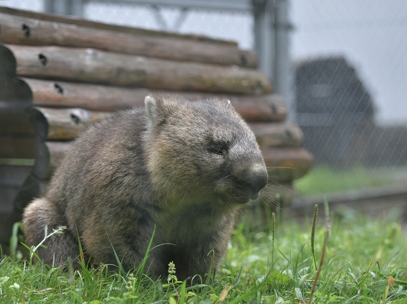 ワインと雨の動物園_a0164204_11390290.jpg