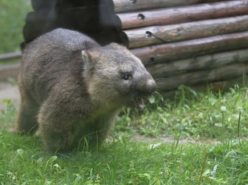 ワインと雨の動物園_a0164204_11520894.jpg