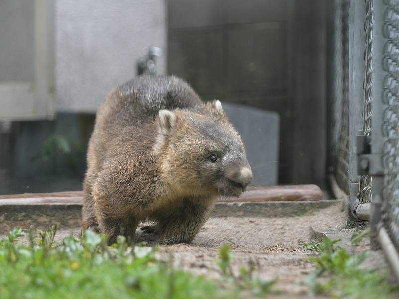 ワインと雨の動物園_a0164204_11520919.jpg