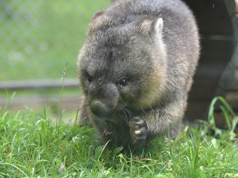 ワインと雨の動物園_a0164204_11561655.jpg