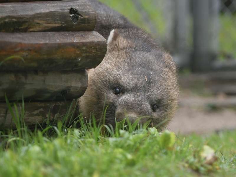 ワインと雨の動物園_a0164204_12045468.jpg