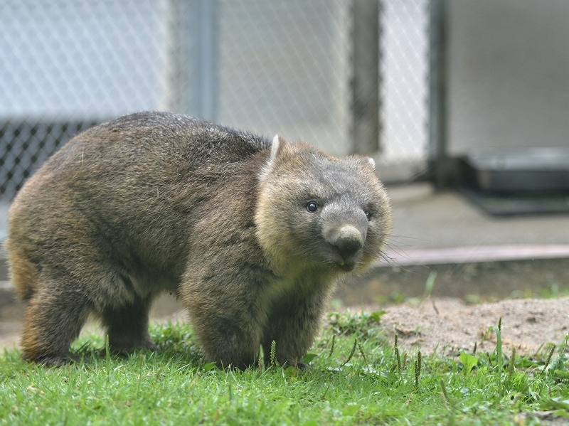 ワインと雨の動物園_a0164204_12134646.jpg