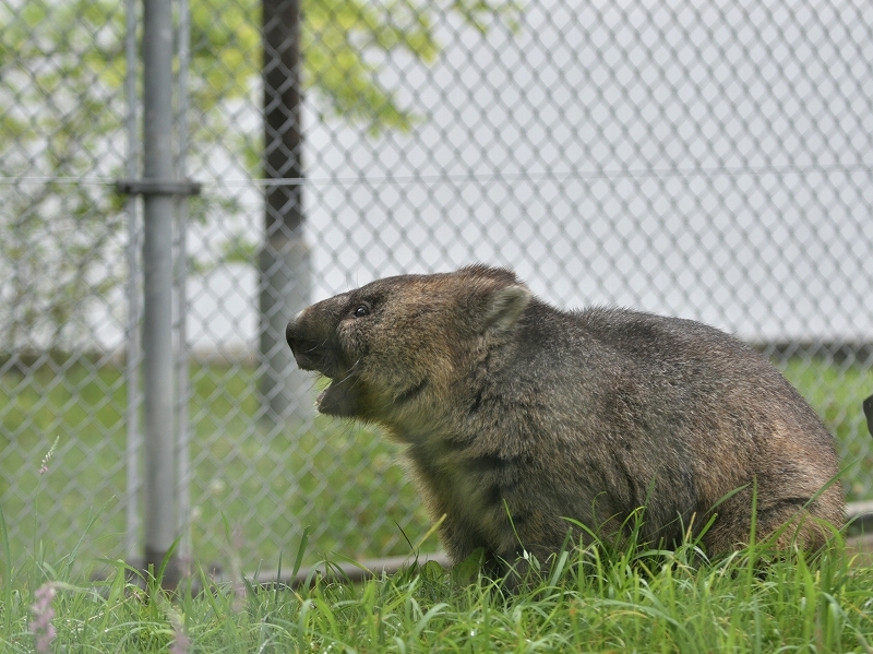 ワインと雨の動物園_a0164204_12383765.jpg