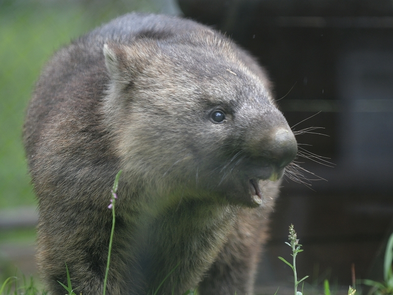 ワインと雨の動物園_a0164204_12445813.jpg