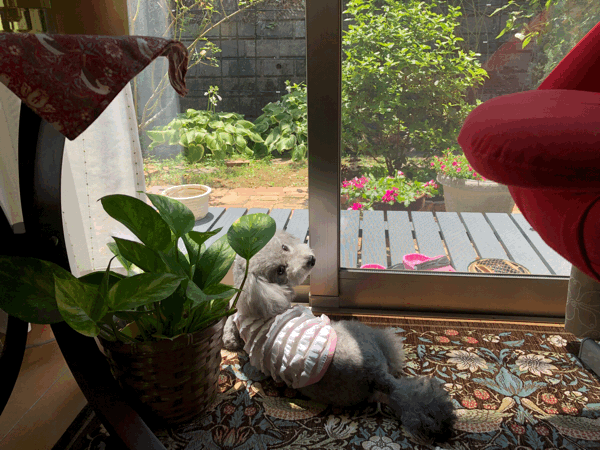 f0335306_18211010.gif
