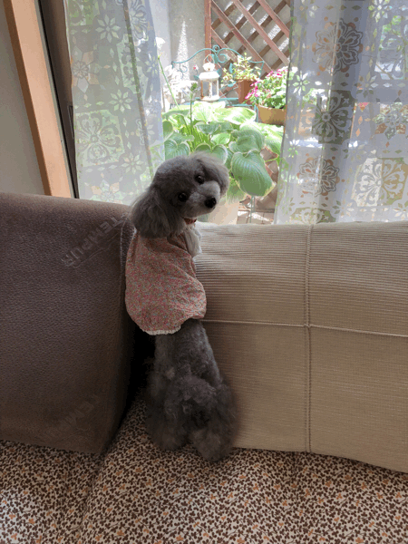 f0335306_18224910.gif