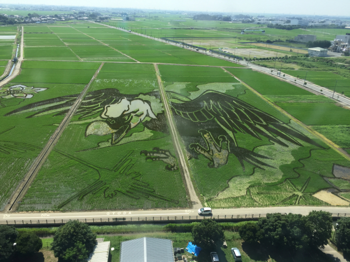 古代蓮の里2018_f0296312_13164539.jpg