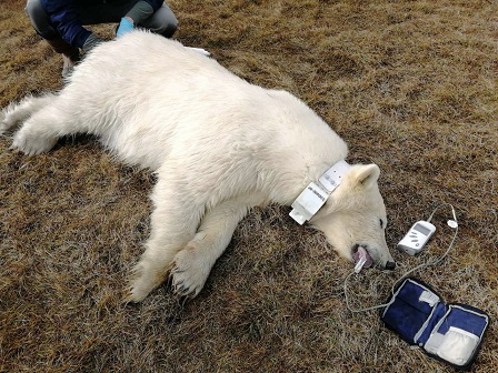 ロシア極北 カラ海沿岸でロシアで初めてのホッキョクグマの移動形態調査が開始される Polarbearology Conjectaneum