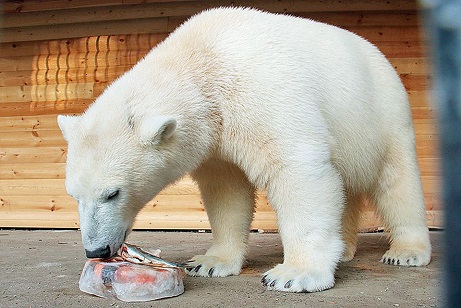 ロシア・サンクトペテルブルク、レニングラード動物園のウスラーダとハールチャーナの夏の日_a0151913_23381450.jpg