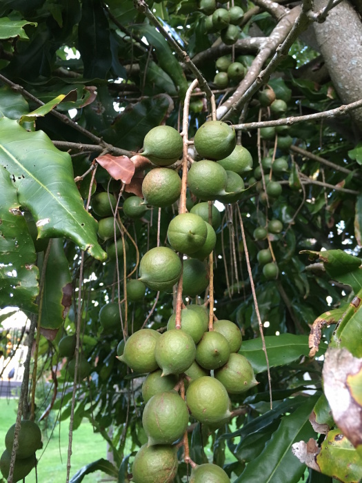 チェリモヤをご存知？／　\"The Most Delicious Fruit Known to Men\"_e0310424_07233999.jpg