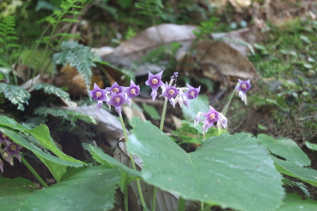 e0272335_5143276.jpg