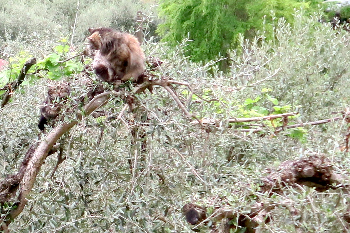 忍者猫ミミ、オリーブの古木に跳ぶ_f0234936_6565241.jpg